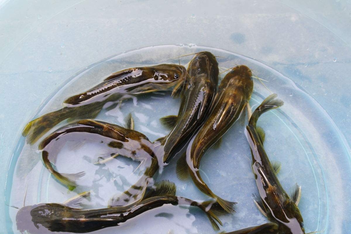涨渡湖黄颡鱼