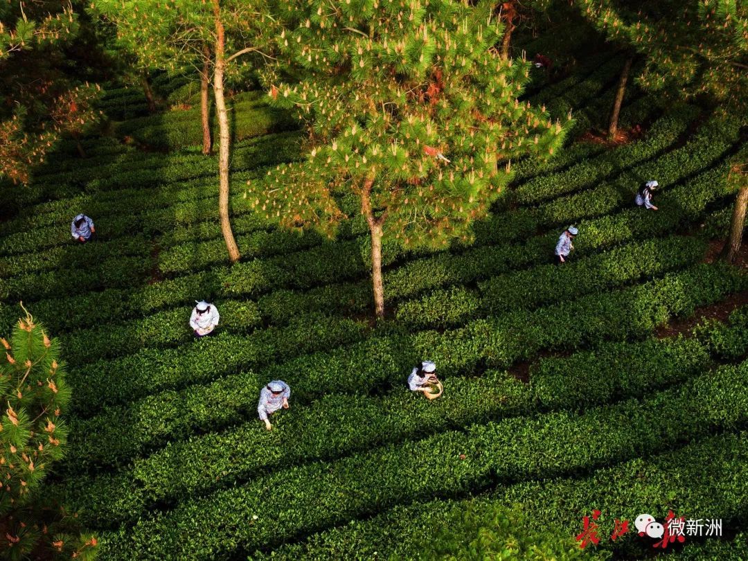 城楼寨茶