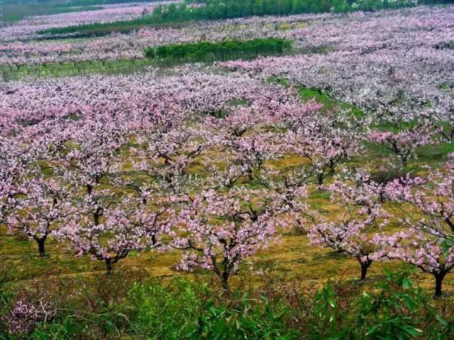 桃花节